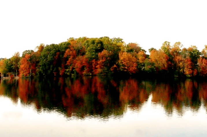North Carolina fishing hole showing trees reflected in the water where fish hide
