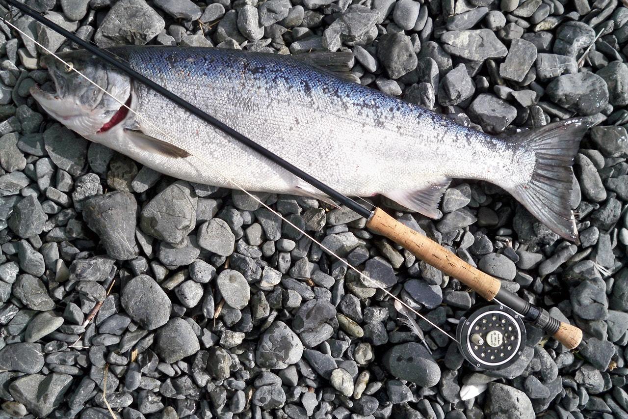 Gray fish caught by fishing